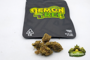 Lemon Tree*