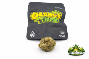 Orange Tree*